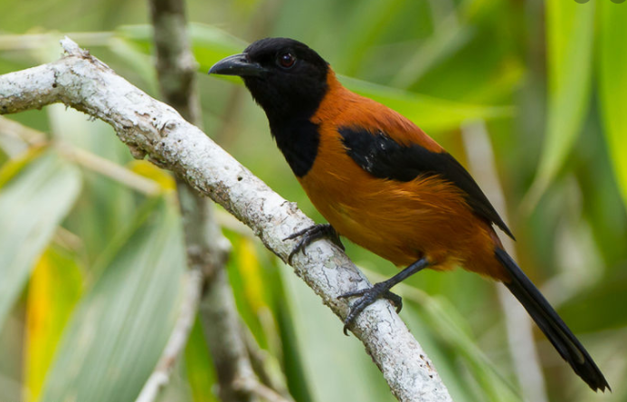 burung beracun hooded pitohui